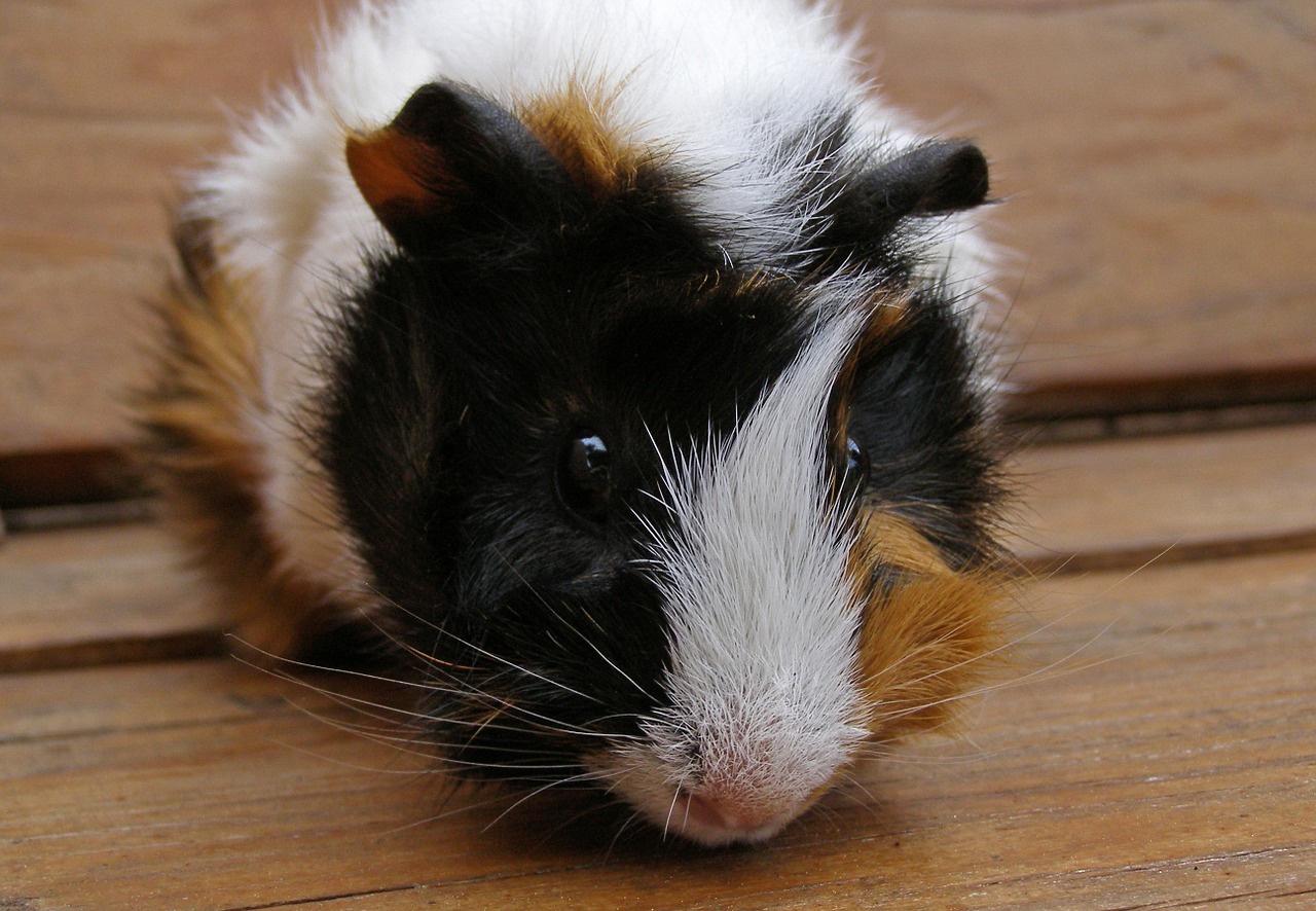 guinea pig pet rodent free photo