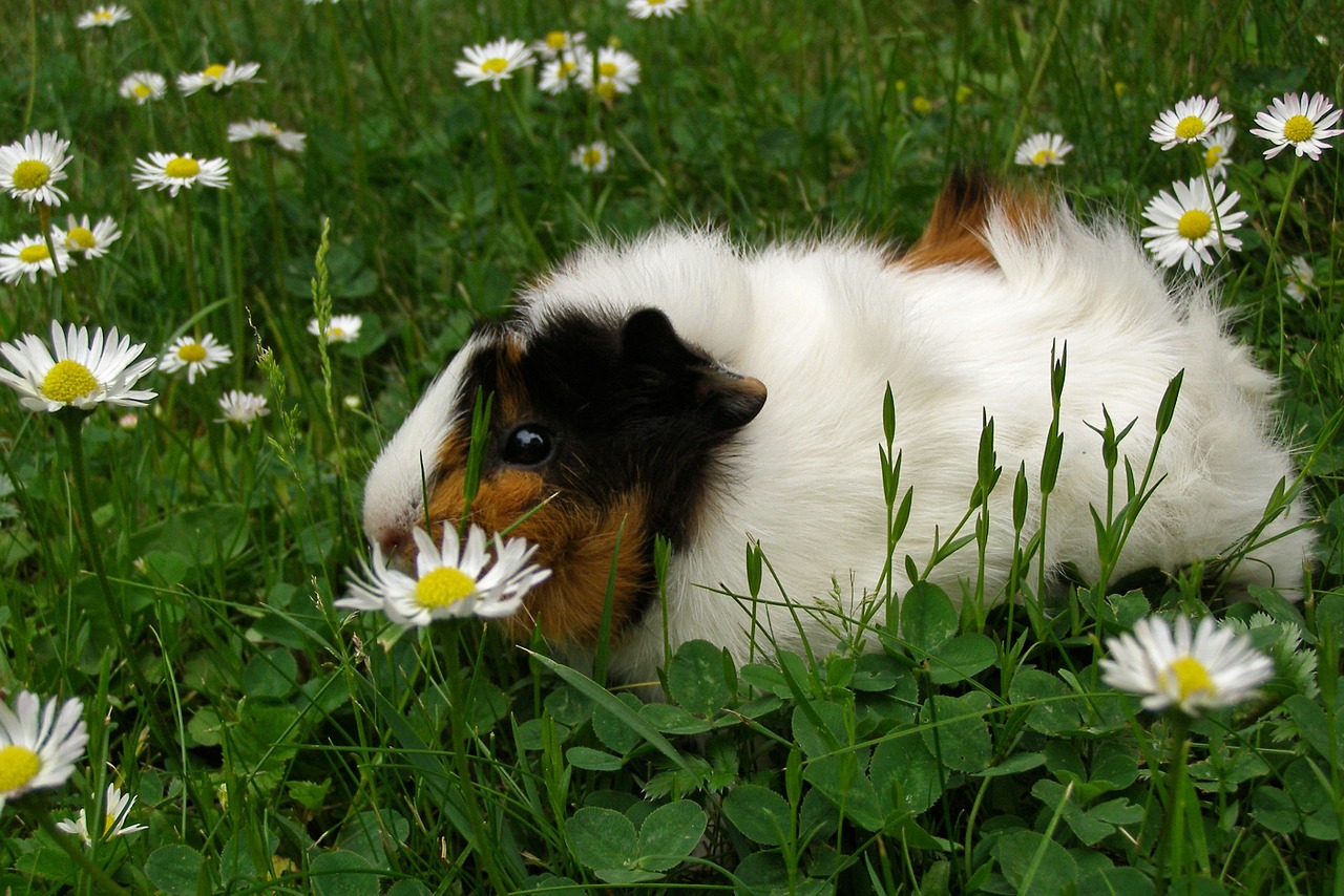 guinea pig pet rodent free photo