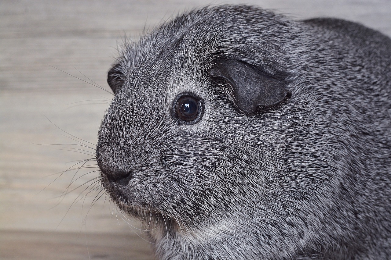 guinea pig smooth hair silver free photo