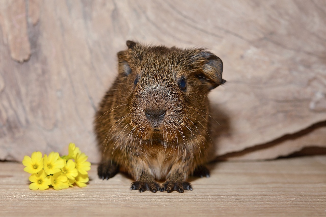 guinea pig baby guinea pigs young animal free photo