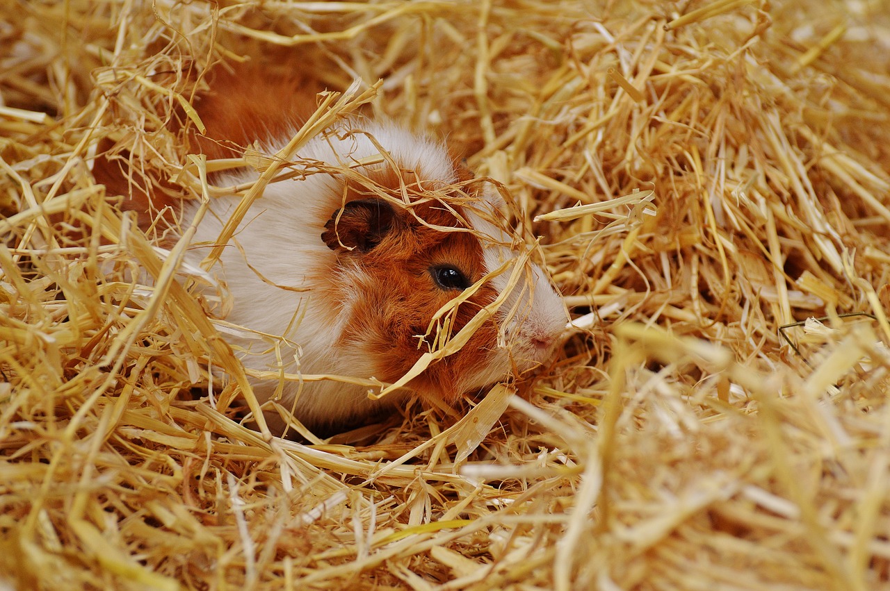 guinea pig wildpark poing cute free photo