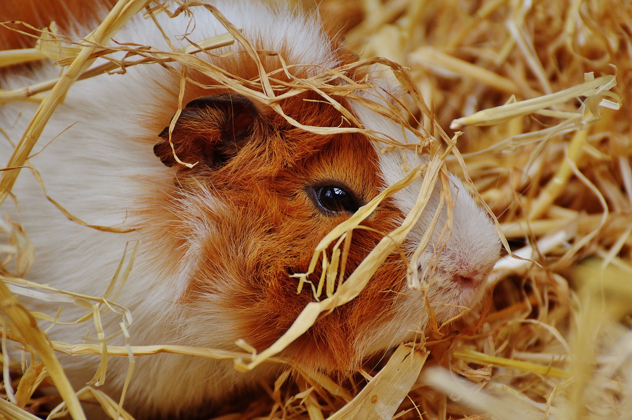 guinea pig wildpark poing cute free photo