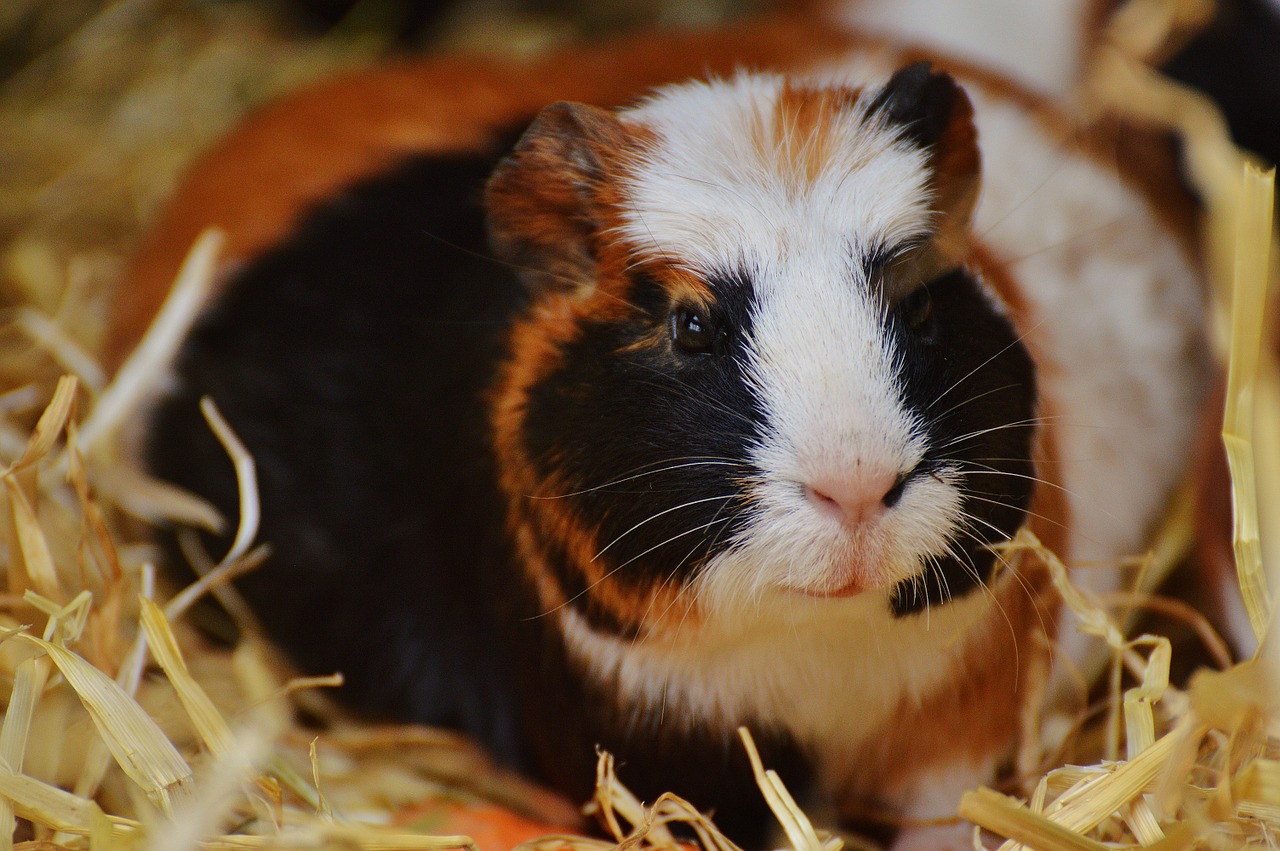 guinea pig wildpark poing cute free photo