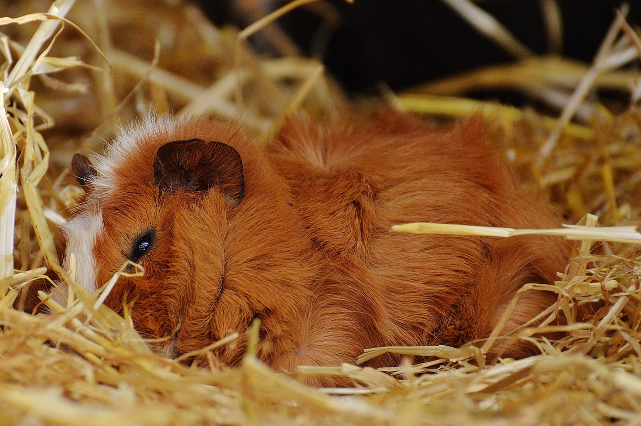 guinea pig wildpark poing cute free photo