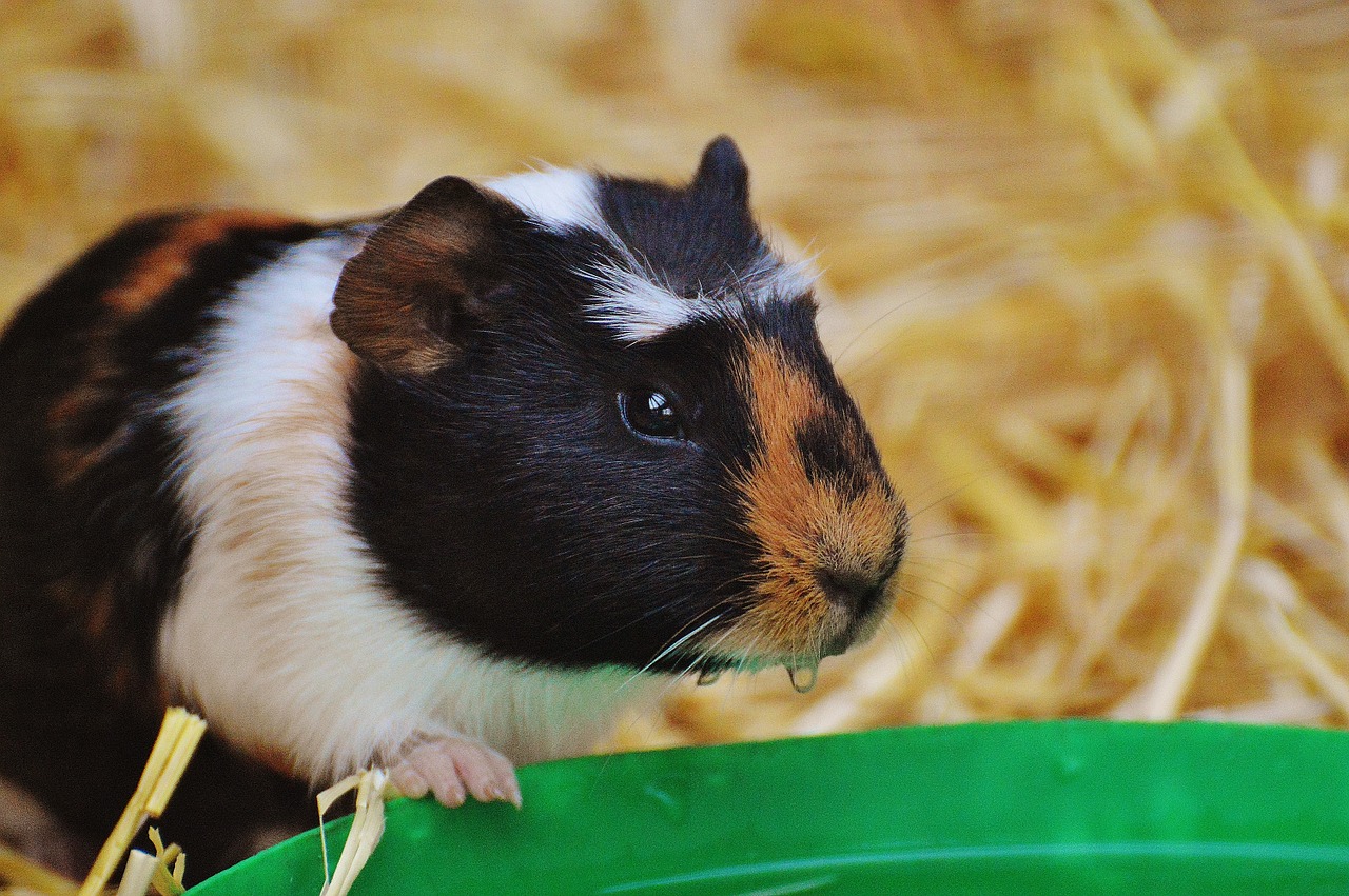 guinea pig wildpark poing cute free photo