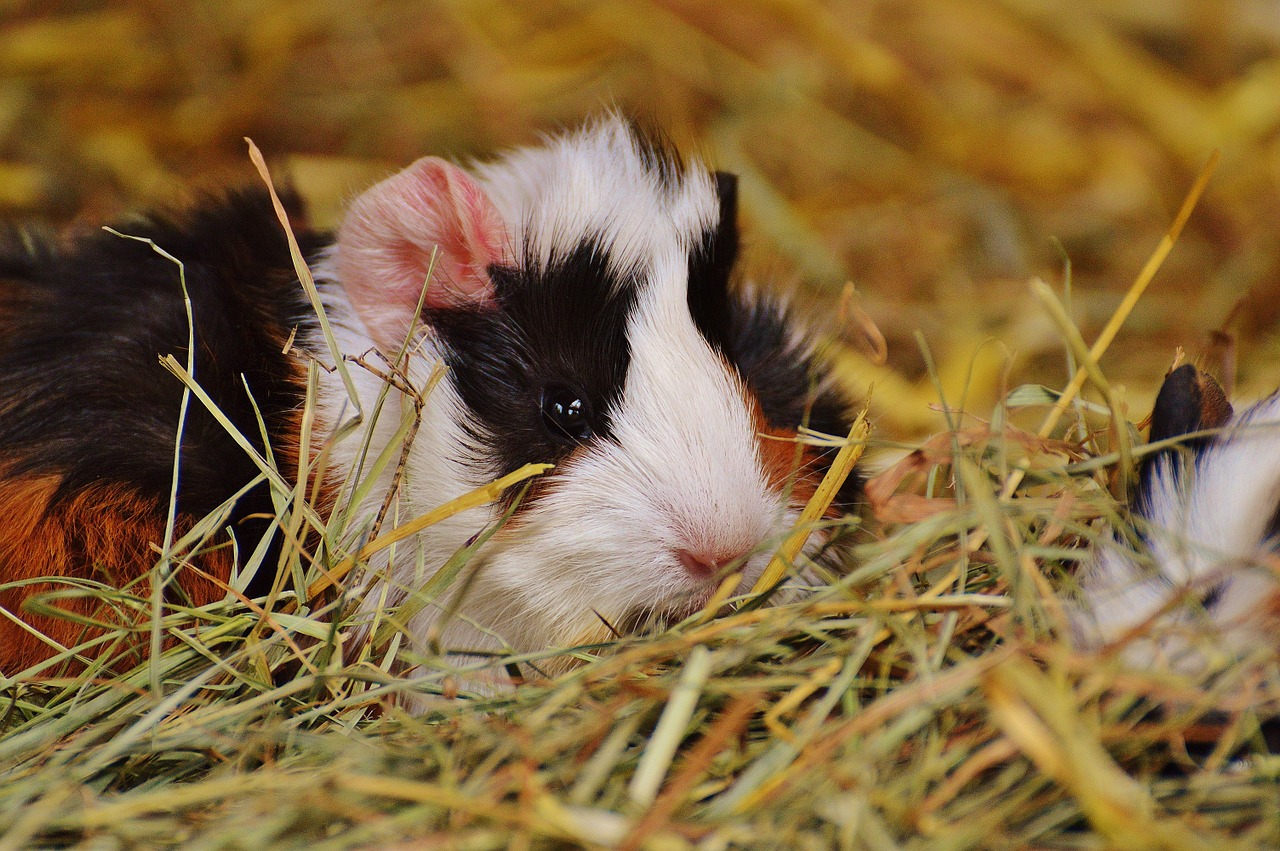 guinea pig wildpark poing cute free photo