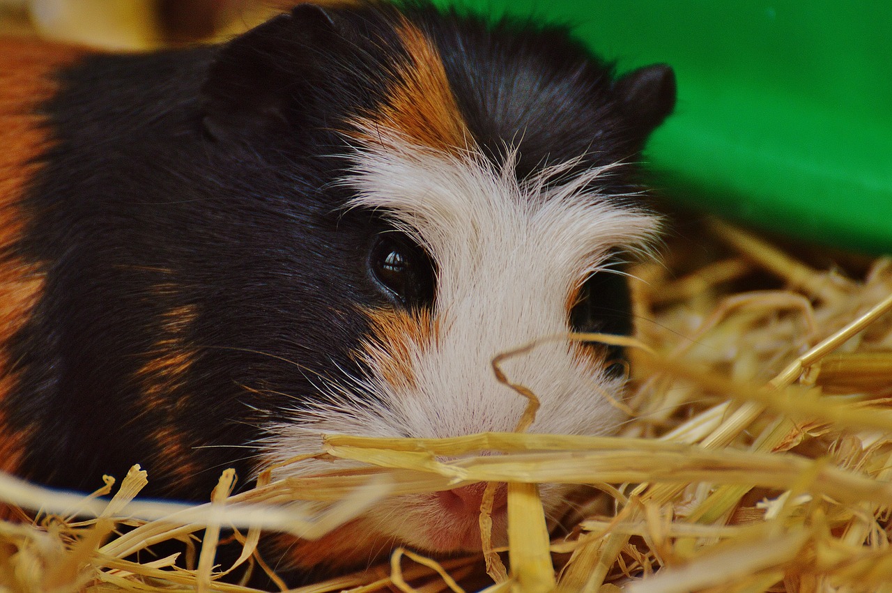 guinea pig wildpark poing cute free photo