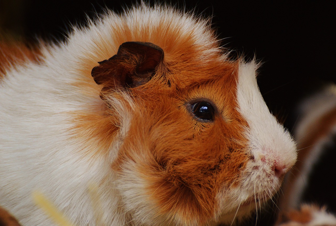 guinea pig wildpark poing cute free photo