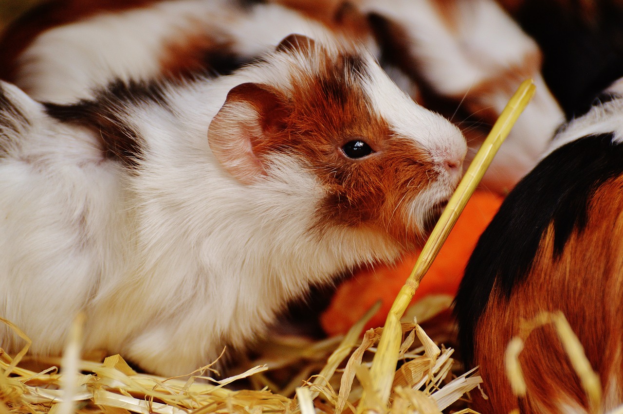 guinea pig wildpark poing cute free photo