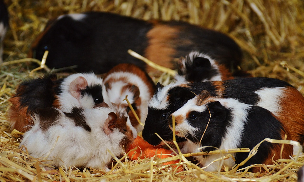 guinea pig wildpark poing cute free photo