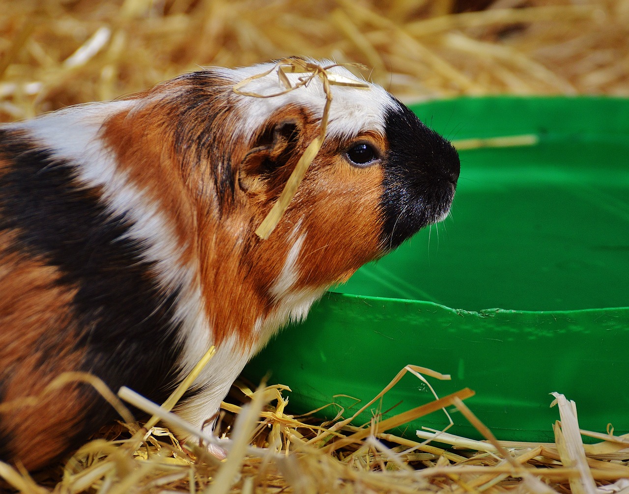 guinea pig wildpark poing cute free photo