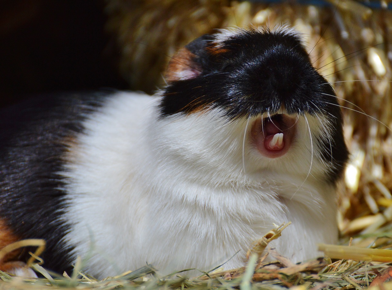 guinea pig wildpark poing yawn free photo