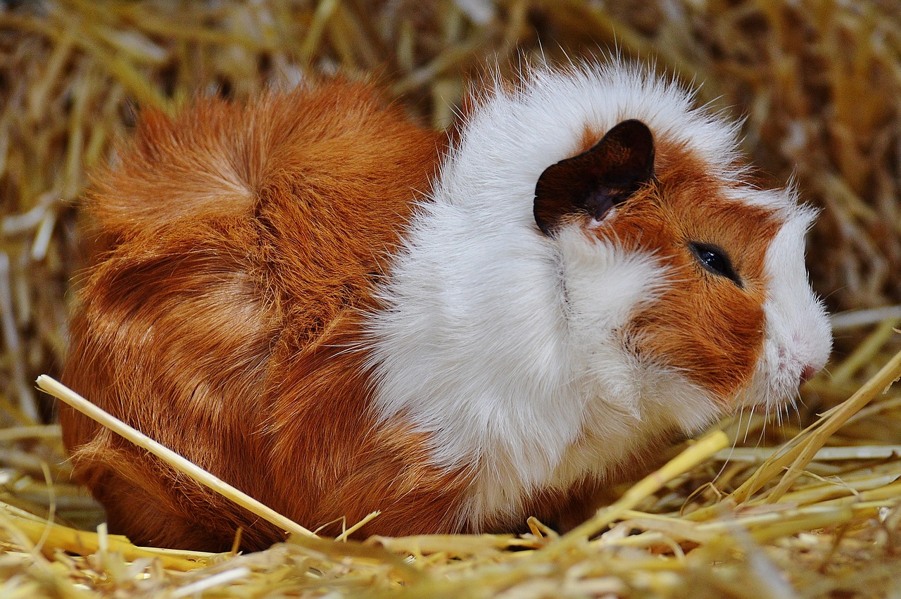 guinea pig wildpark poing cute free photo