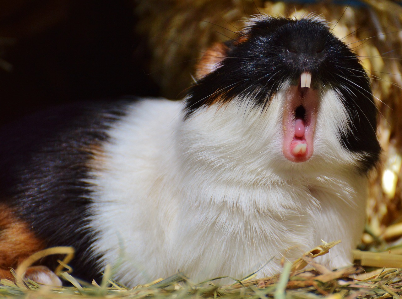 guinea pig wildpark poing yawn free photo