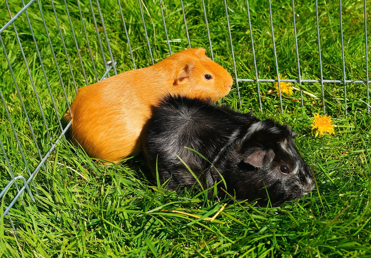 guinea pig rodent animals free photo