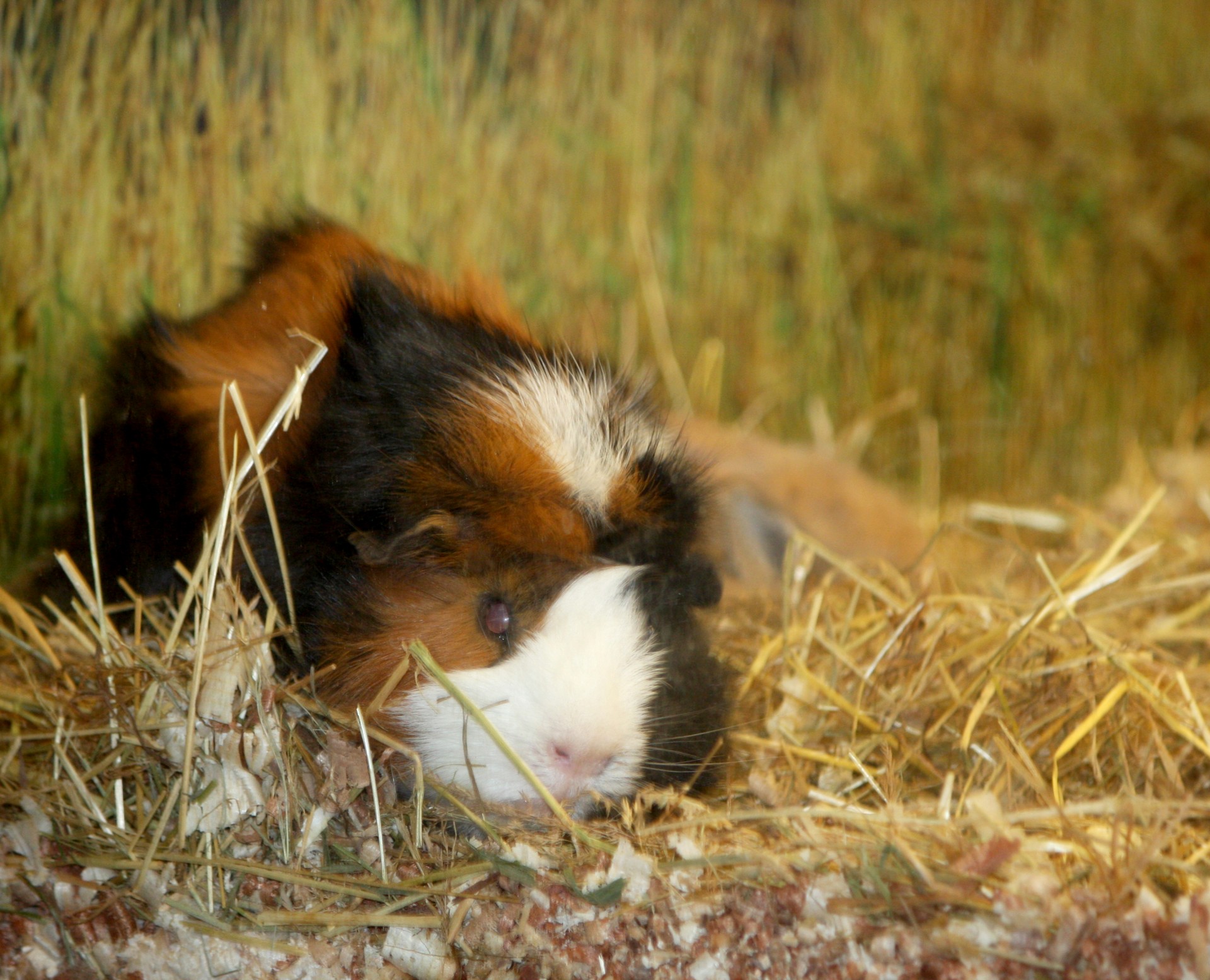 guinea pig pet animal free photo
