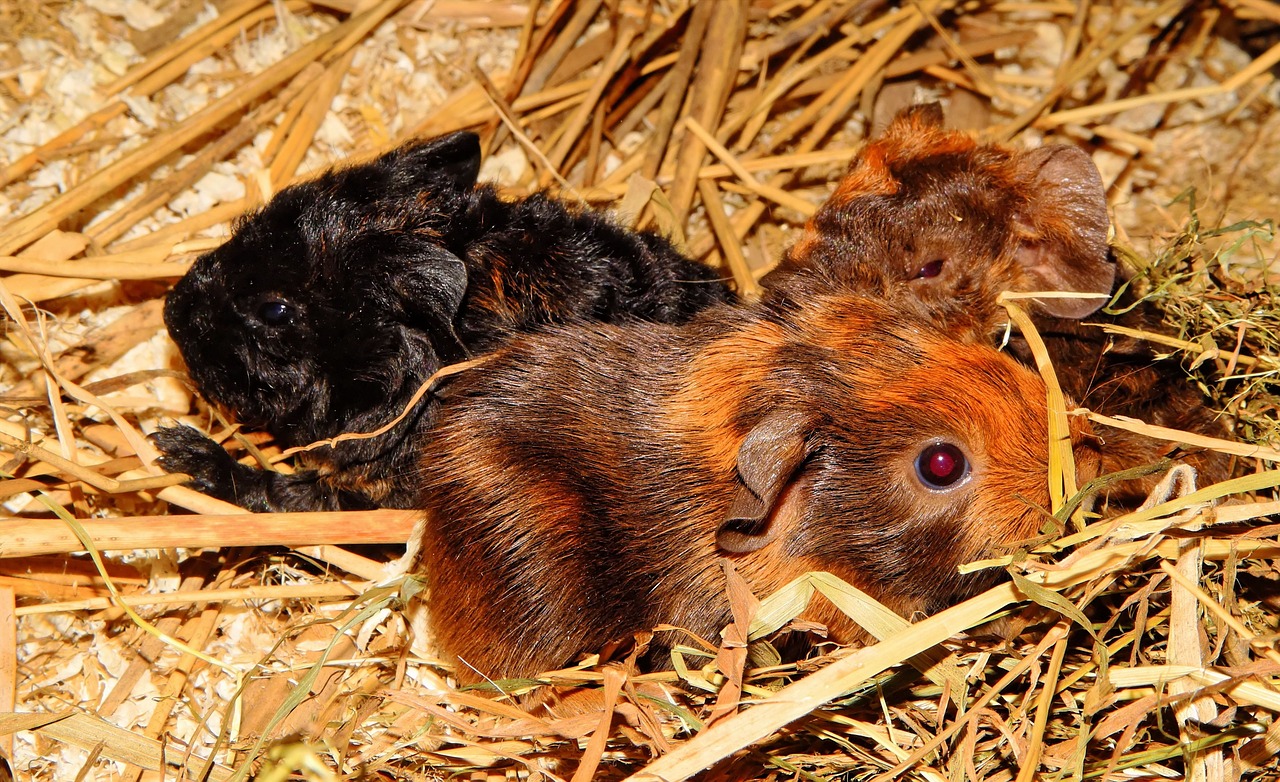 guinea pig young animals half a day old free photo