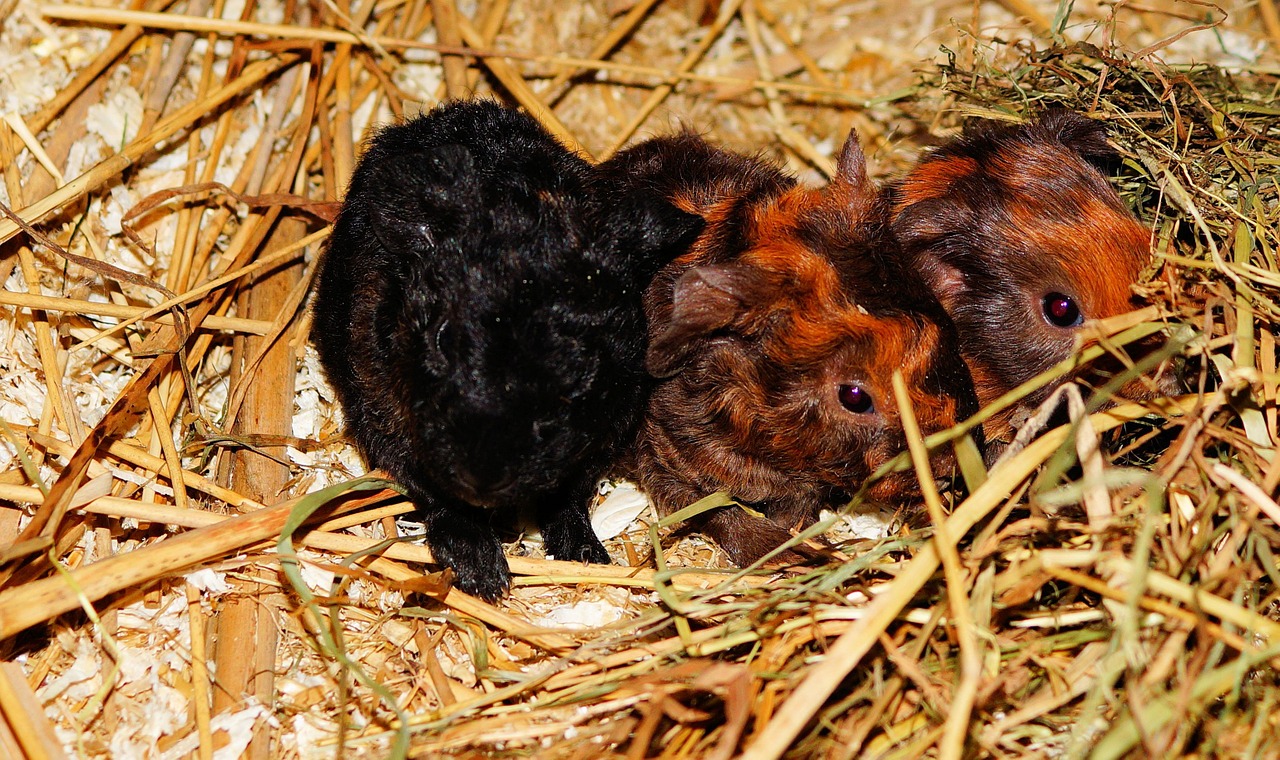 guinea pig young animals half a day old free photo
