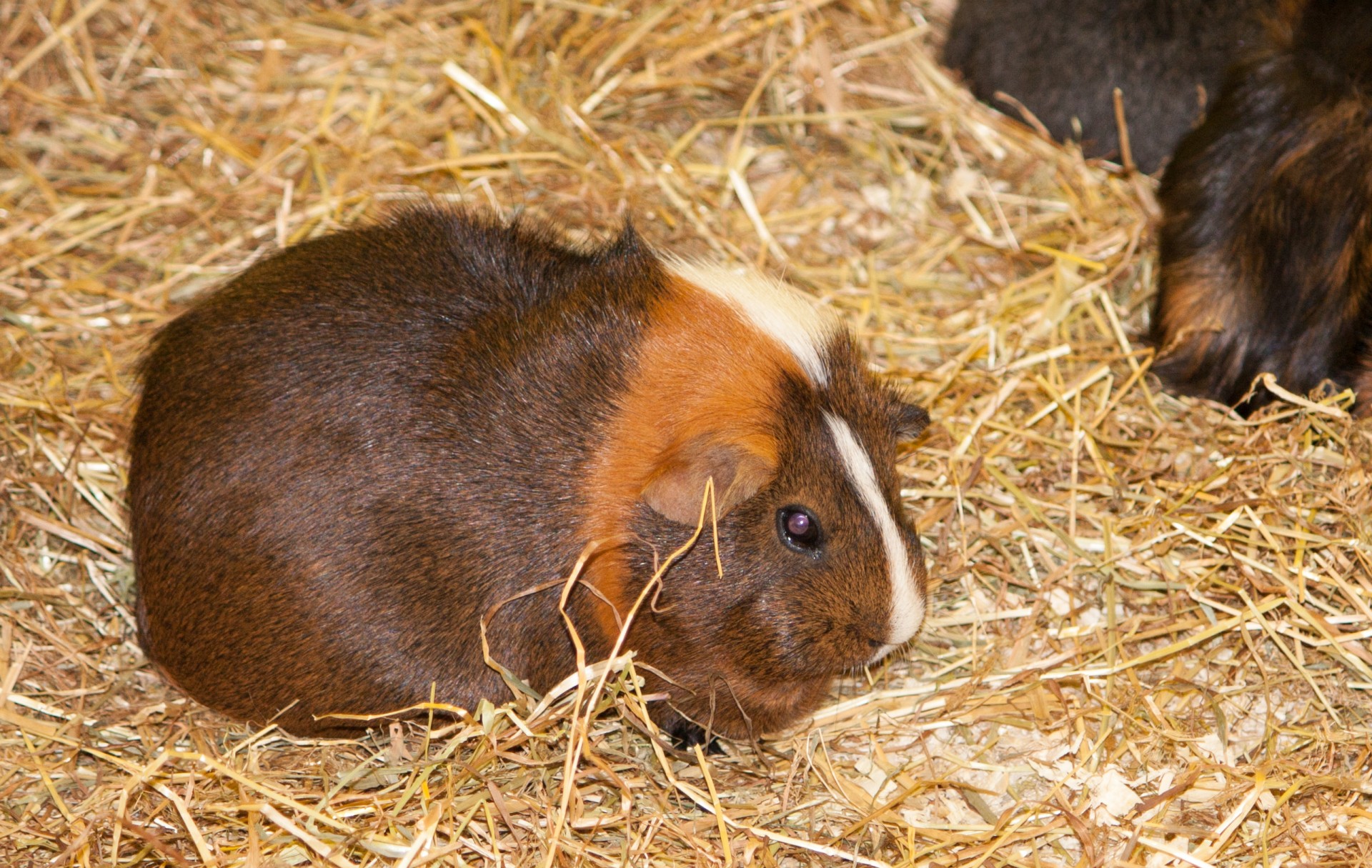 guinea pig guinea pig free photo