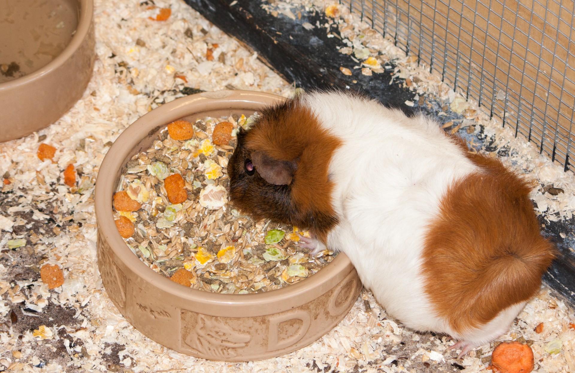 guinea pig guinea pig free photo