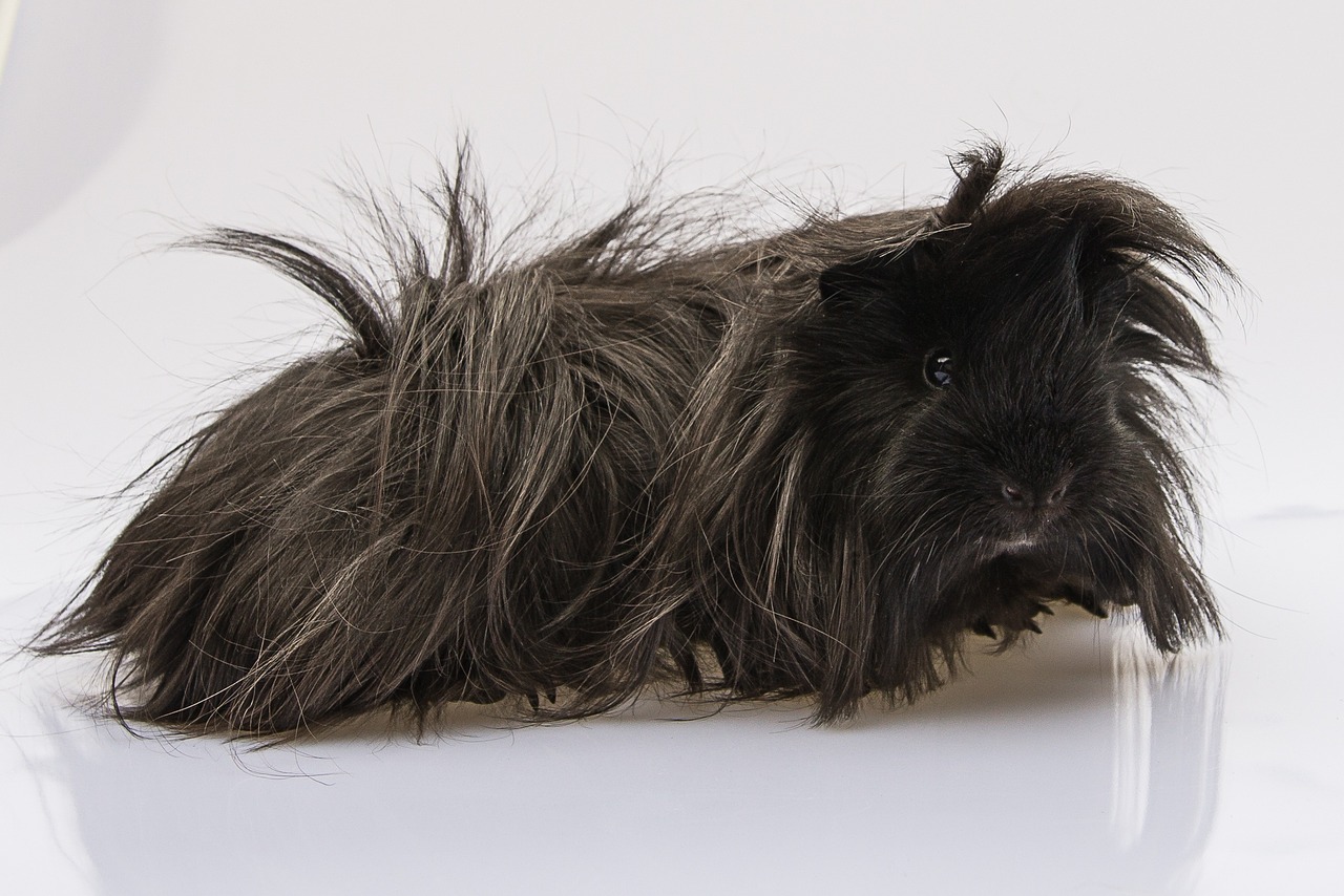 guinea pig cavy black free photo