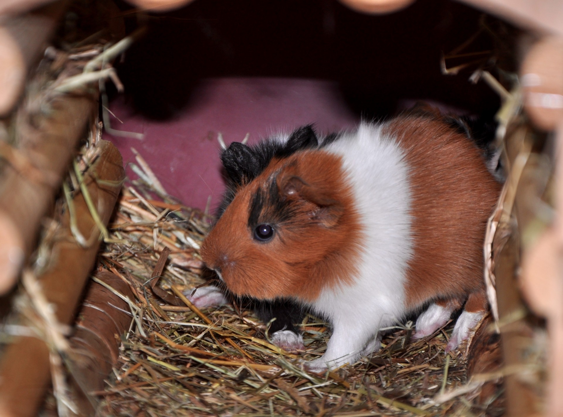 guinea pig guinea pig free photo