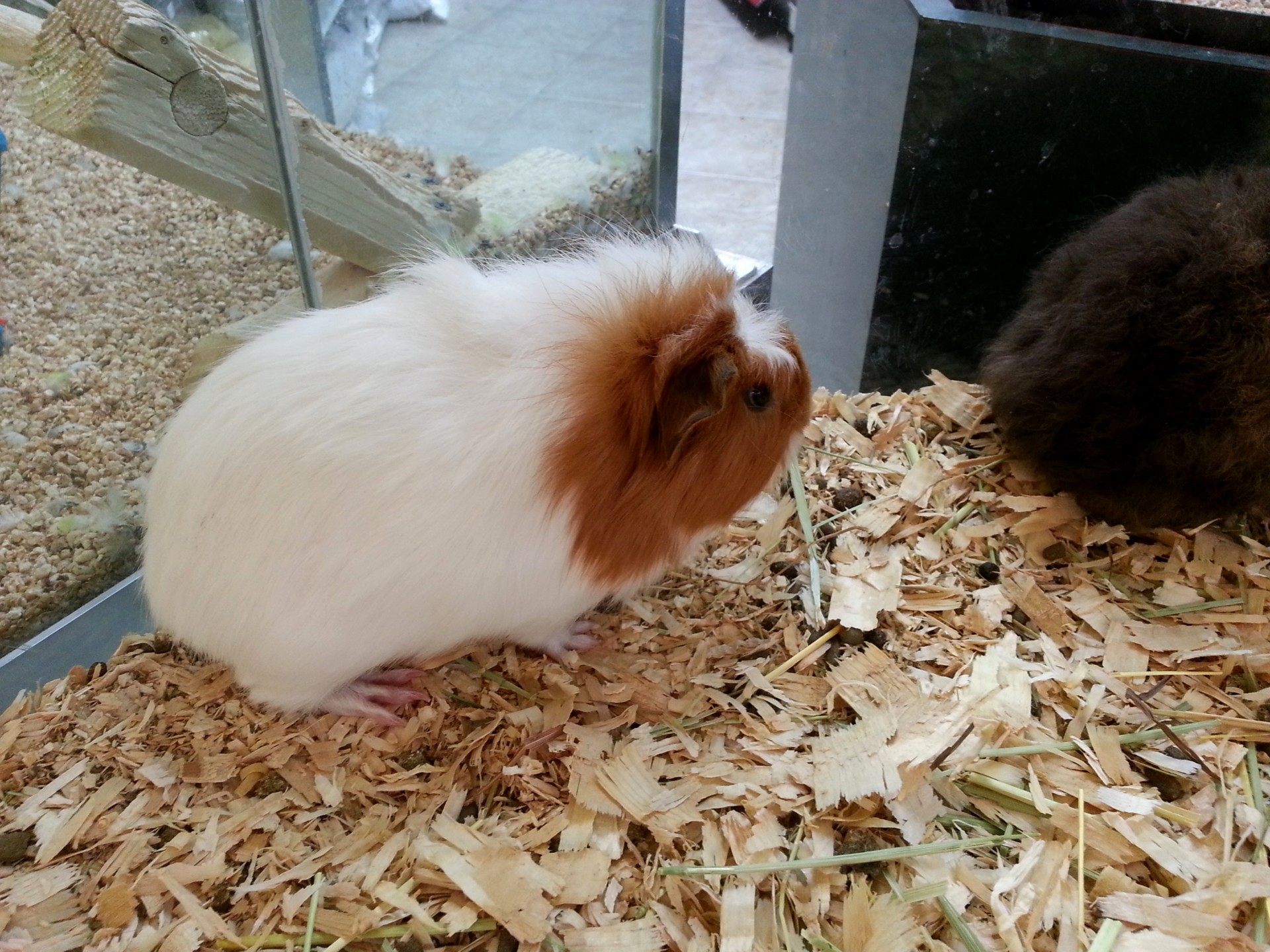 guinea pig animal pet free photo