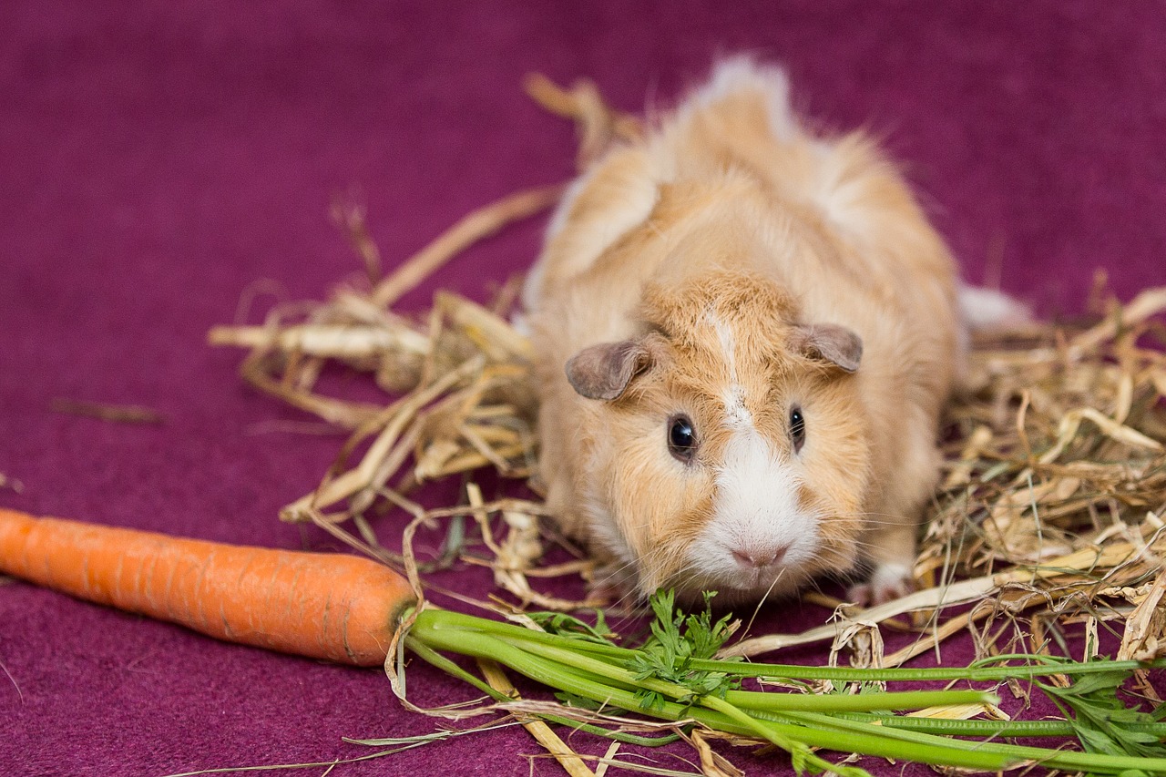 guinea pig pet nager free photo