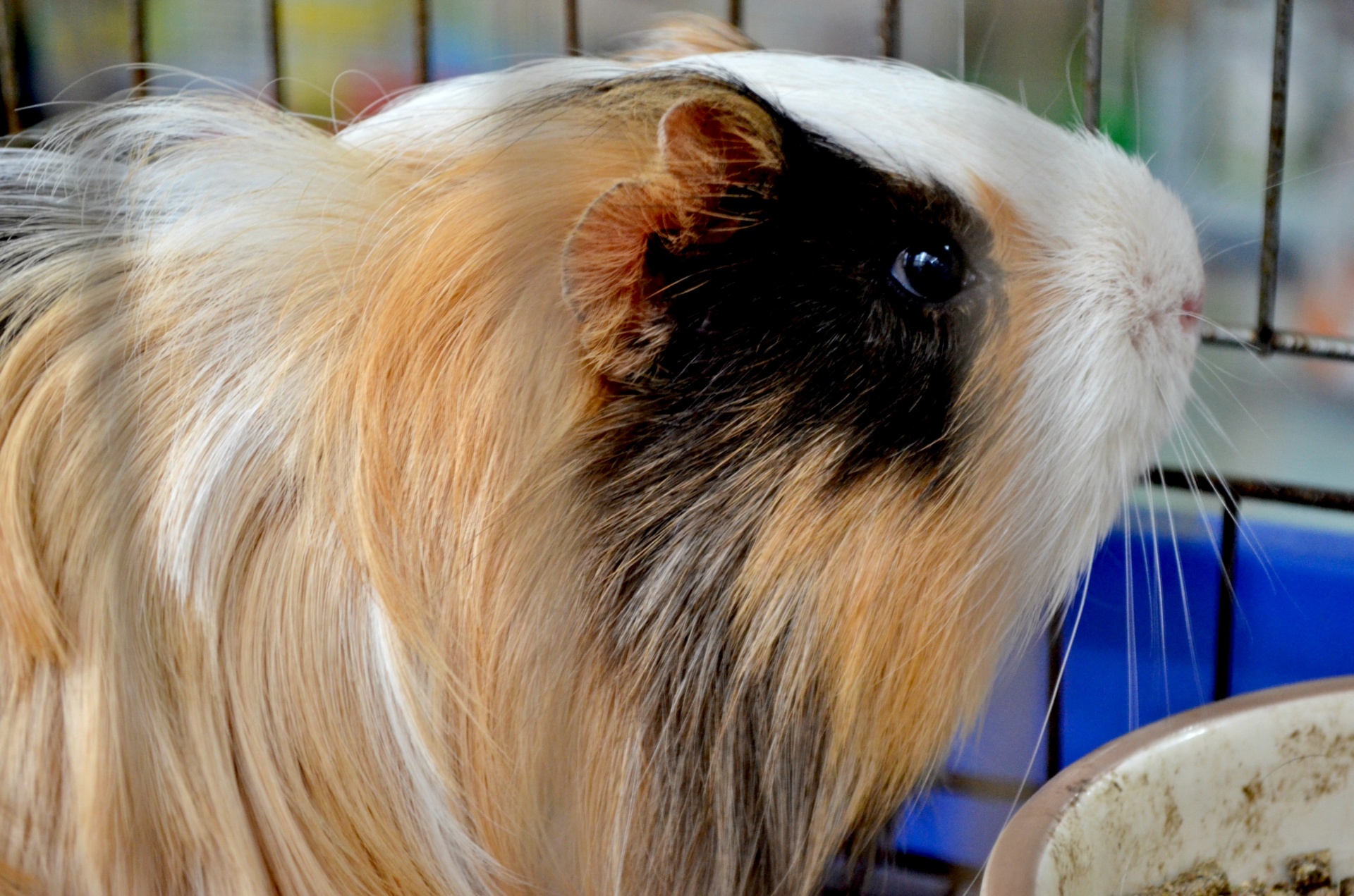 animals guinea pig rodent free photo