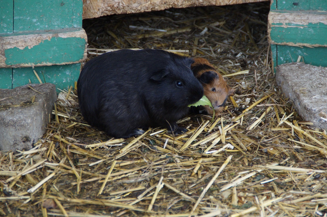 guinea pig guinea pig breeding breeding free photo