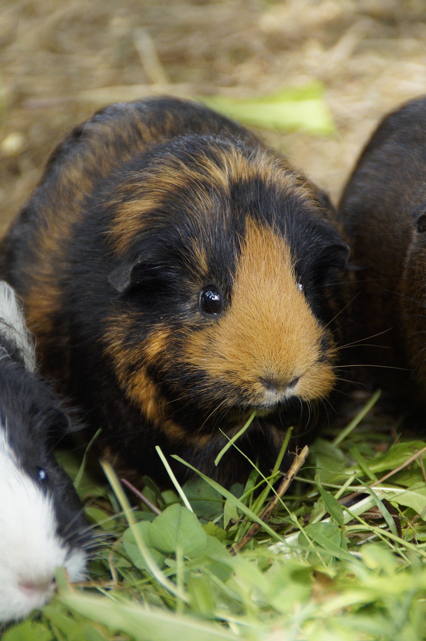 guinea pig cute rodent free photo