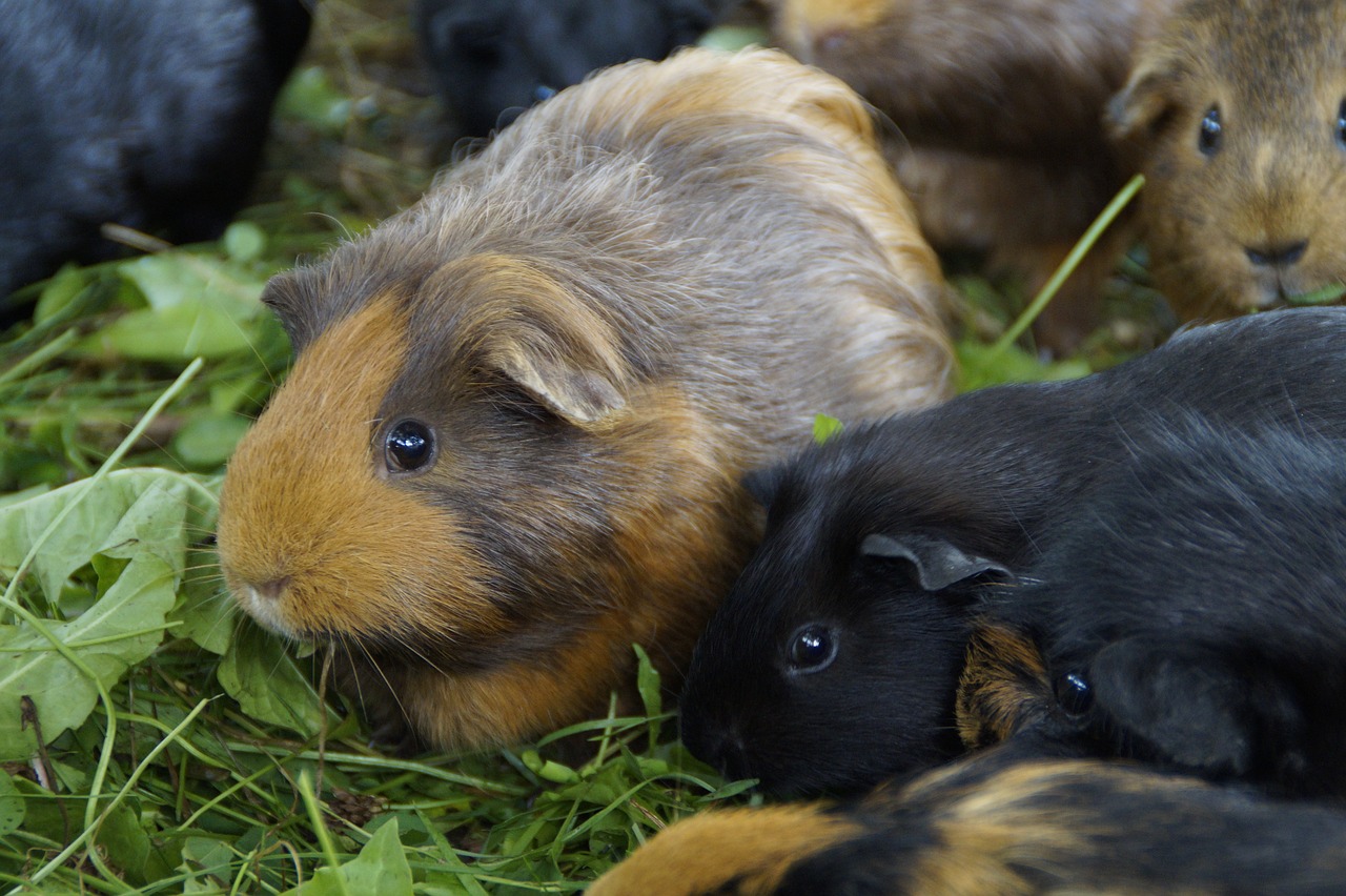 guinea pig cute rodent free photo