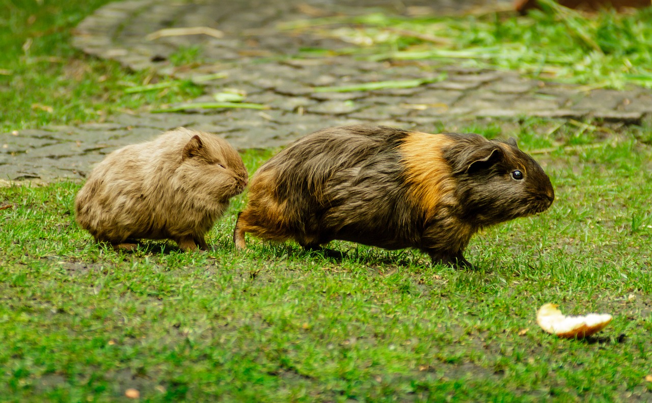 guinea pig guinea pig house cavia porcellus free photo