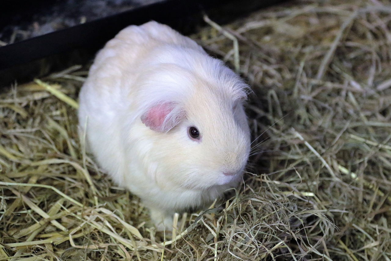 guinea pig rodent animal free photo