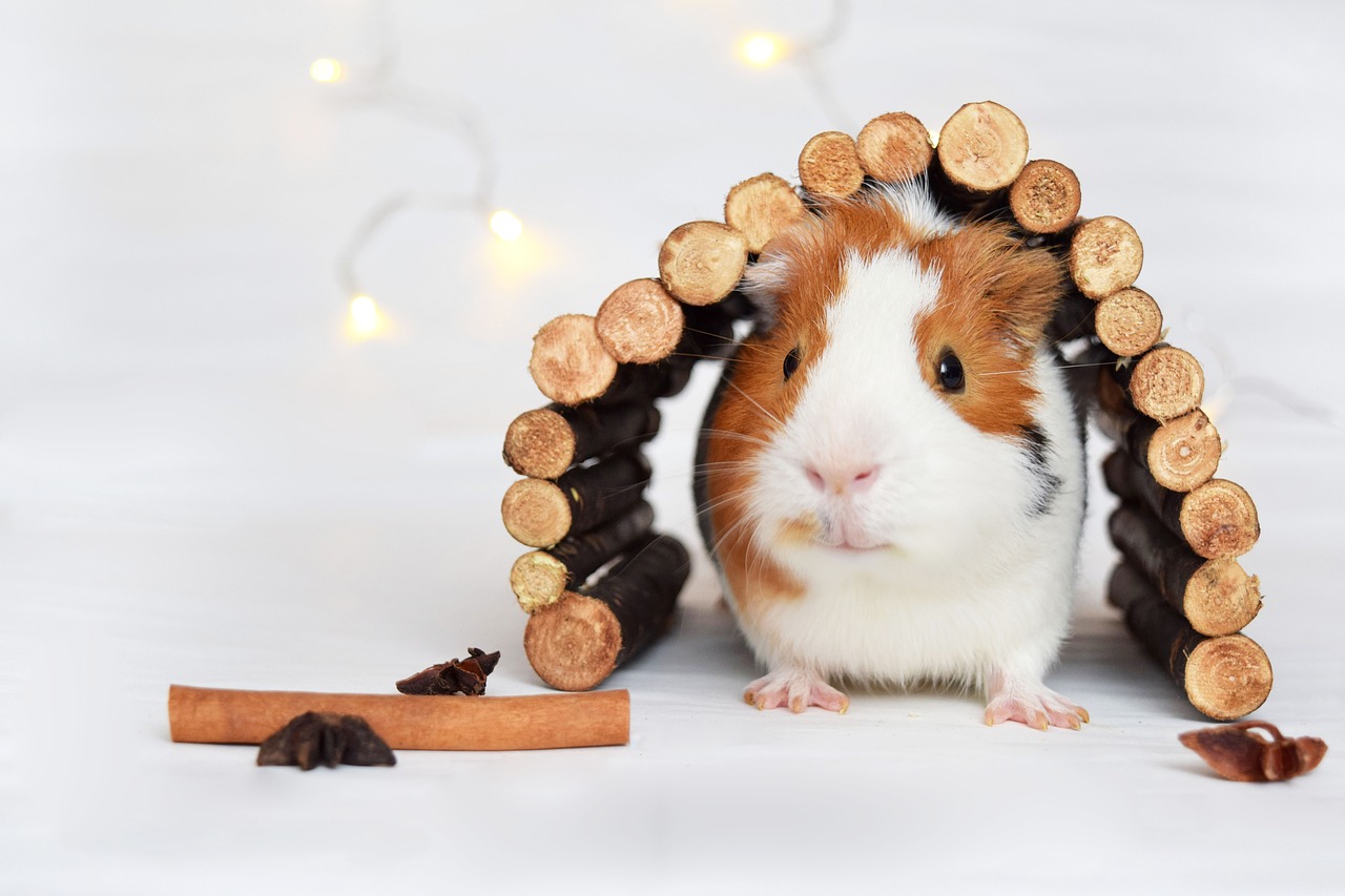 guinea pig pig animal free photo