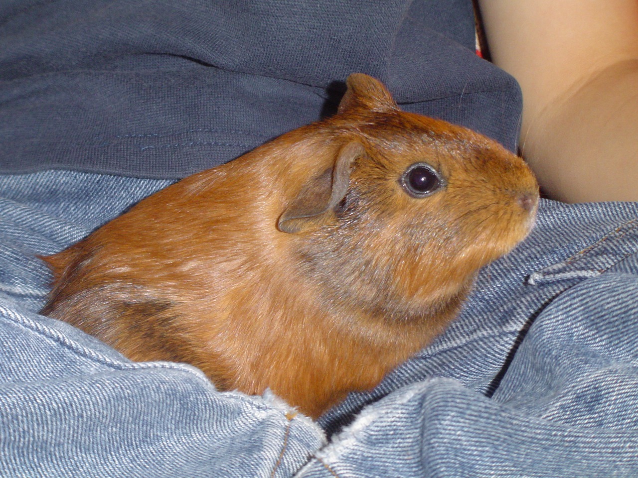 guinea pig sweet small free photo