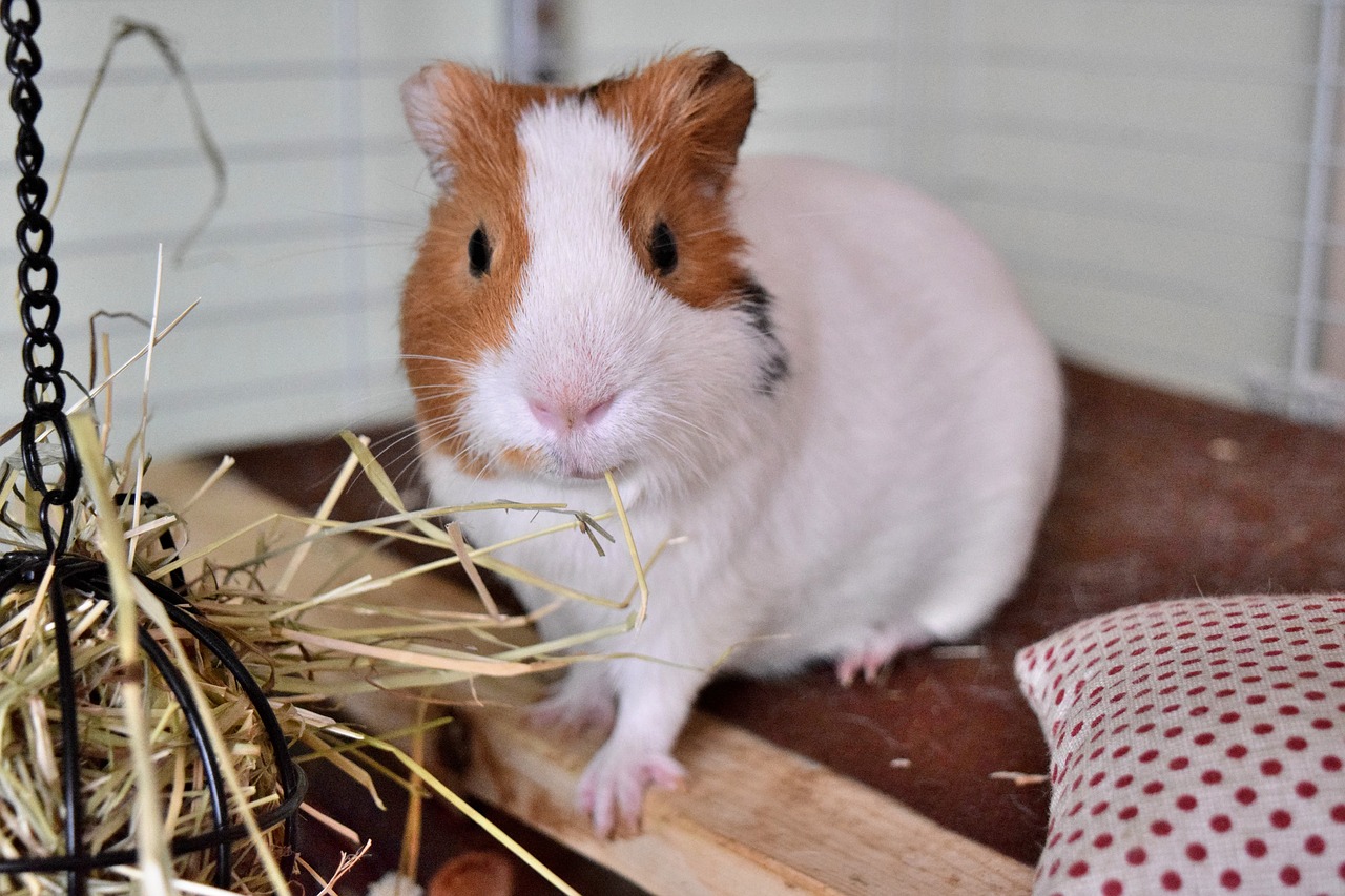 guinea pig pig guinea free photo