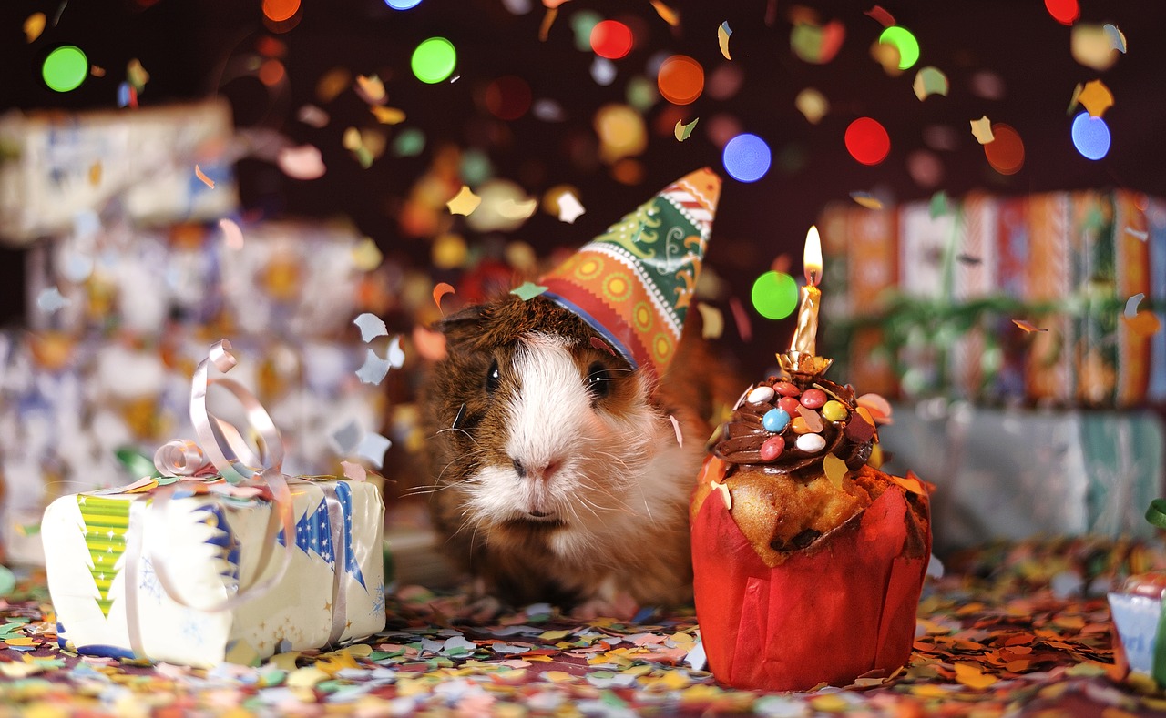 guinea pig happy birthday animal free photo