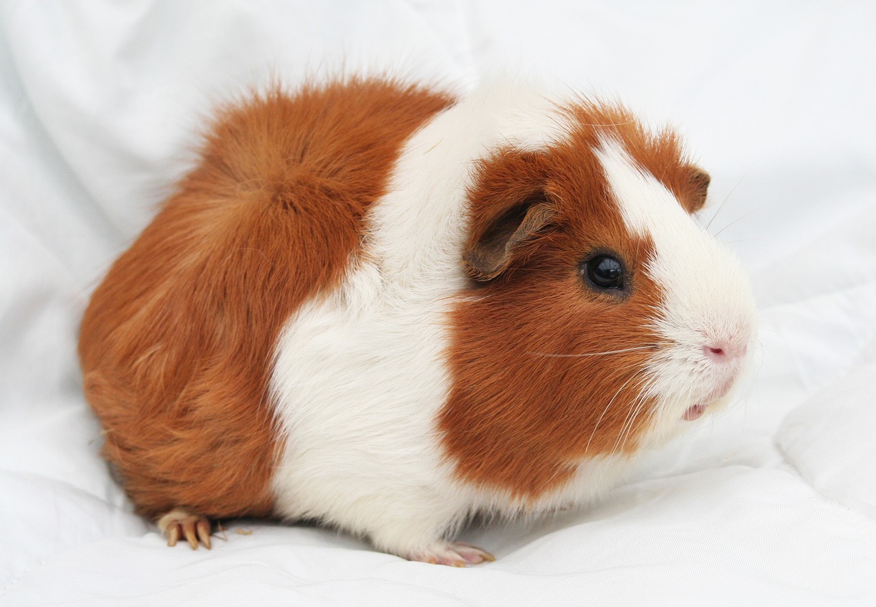 guinea-pig cavy rodent free photo
