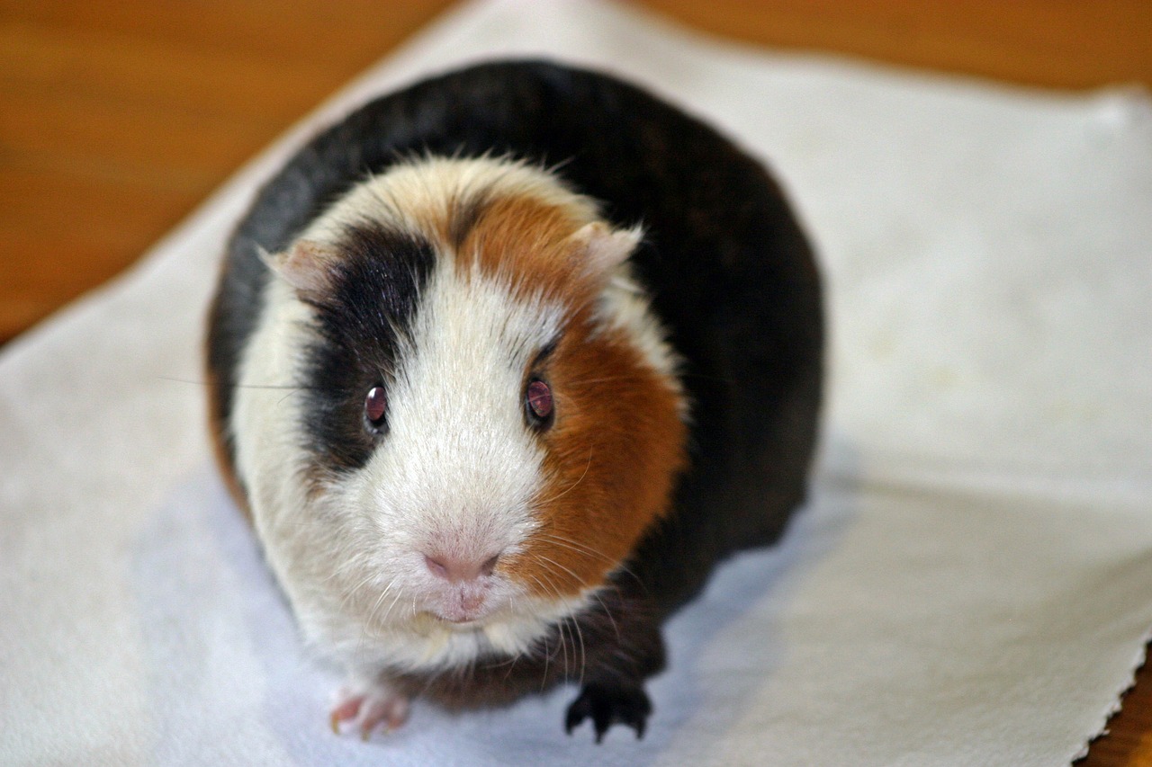 guinea pig amanda from the front free photo