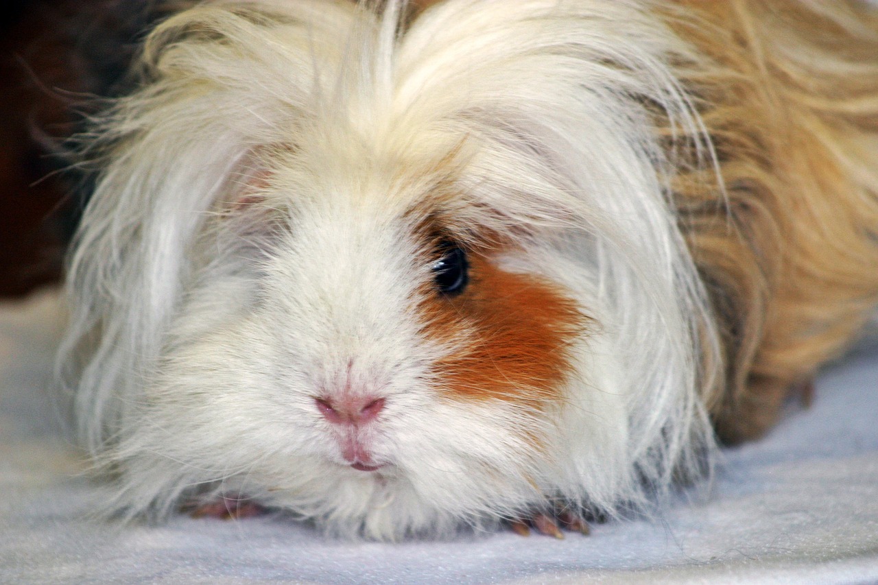 guinea pig lunkarya long haired guinea pigs free photo