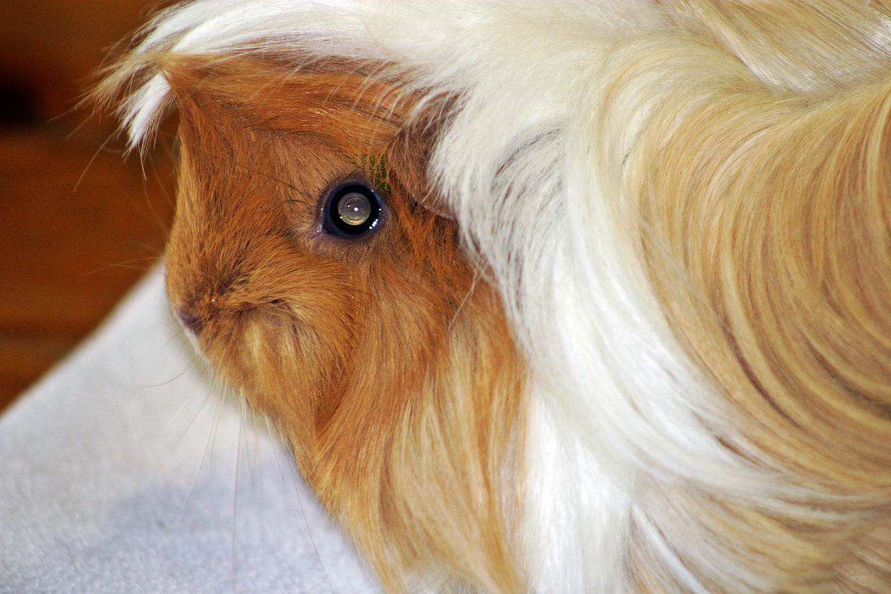 guinea pig sunshine sun free photo