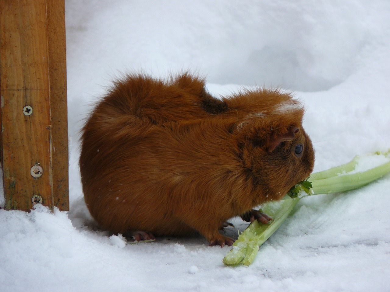 guinea pig snow celery free photo