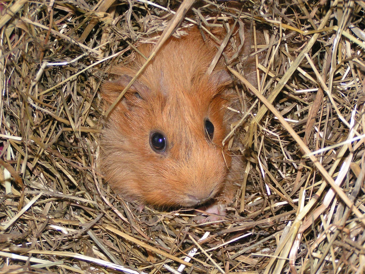 guinea pig animal straw free photo