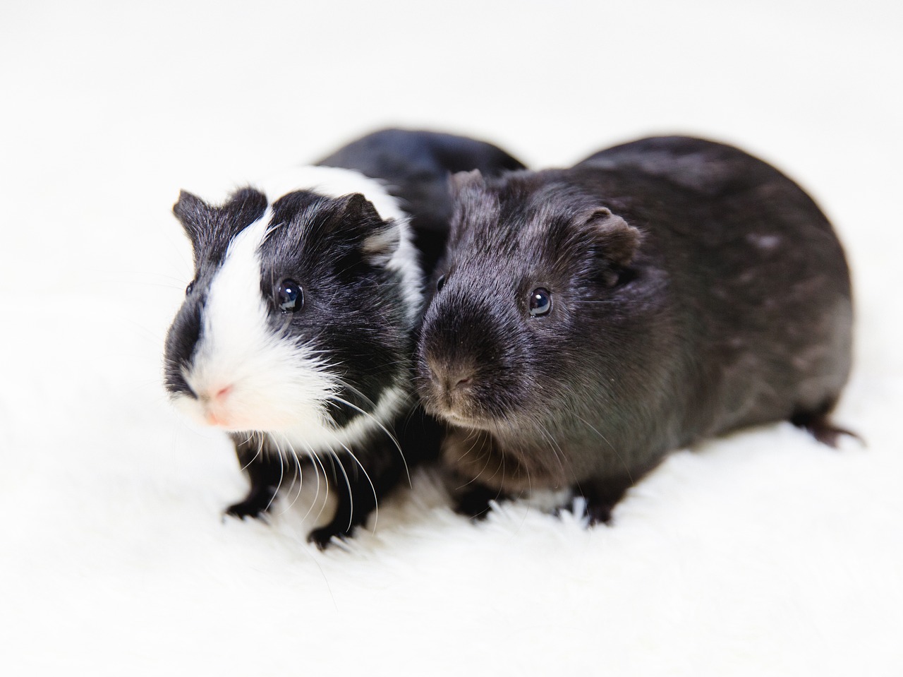 guinea pig black and white animals free photo