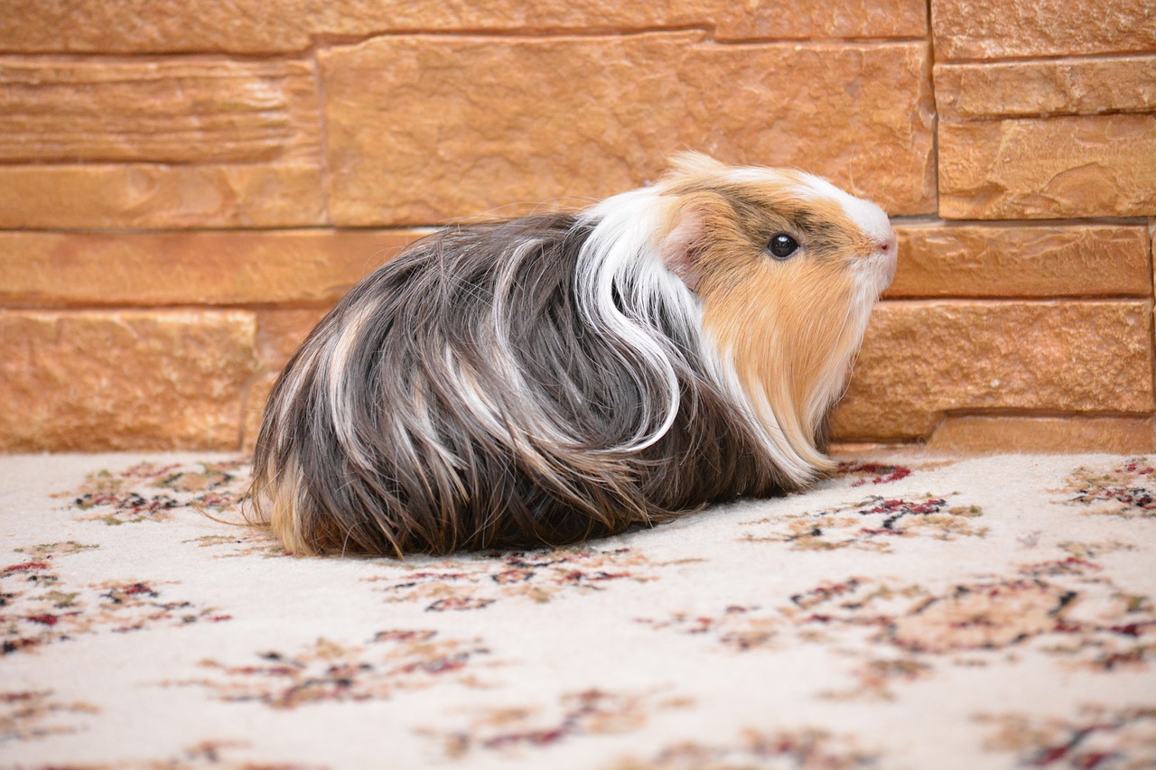 guinea pig pet animals free photo