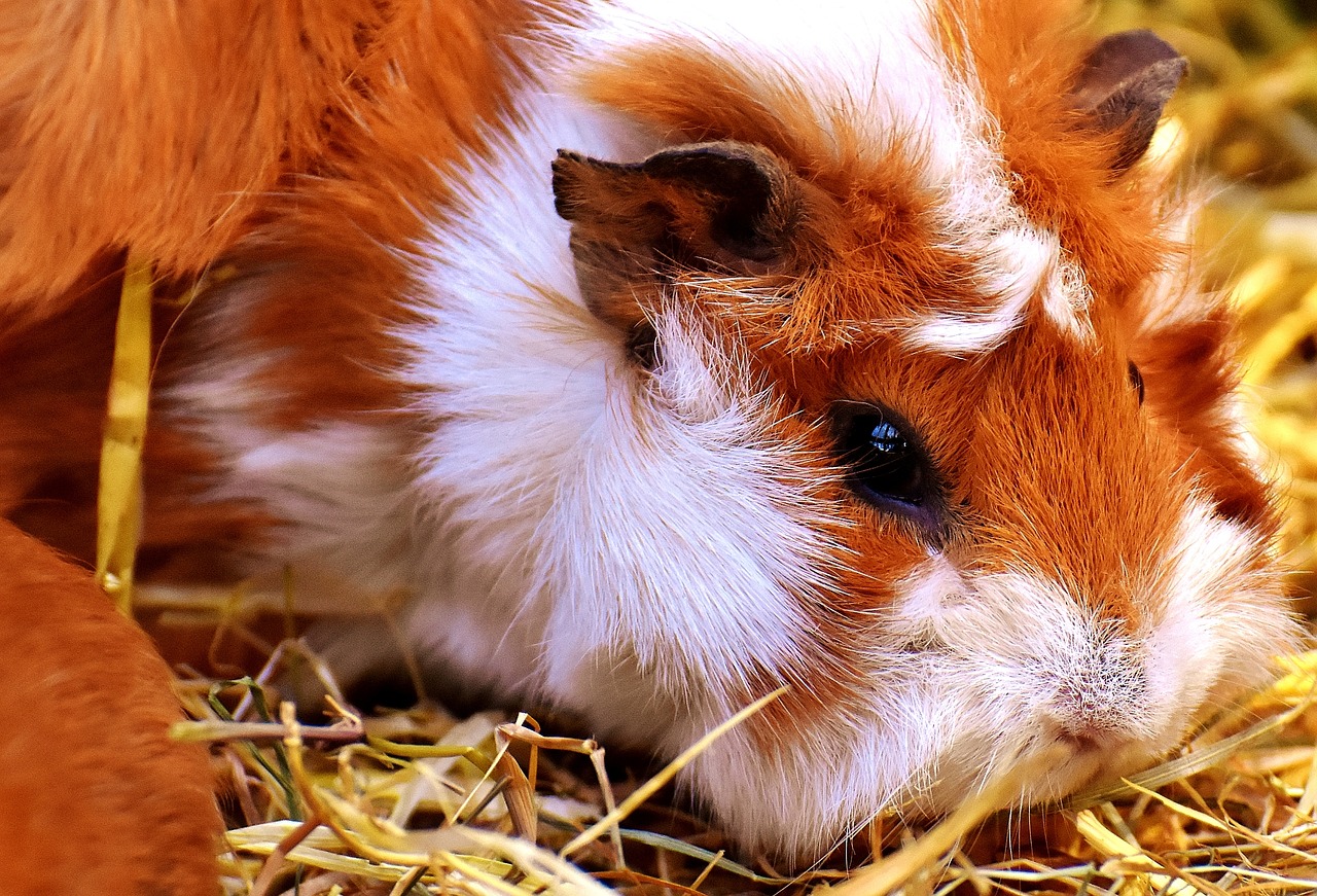 guinea pig nager cute free photo