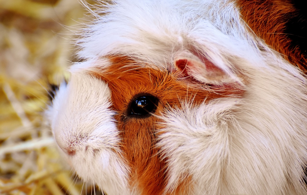 guinea pig nager cute free photo