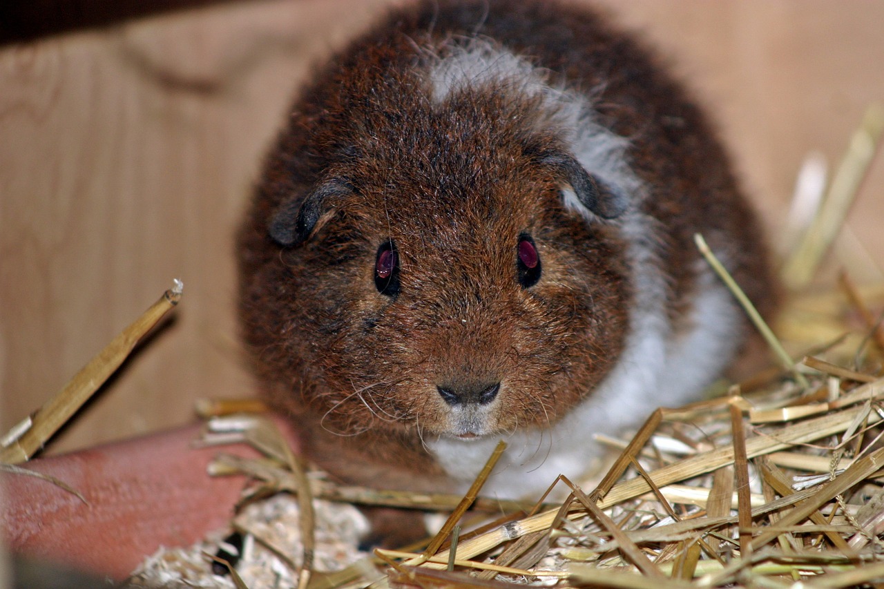 guinea pig josie pet free photo