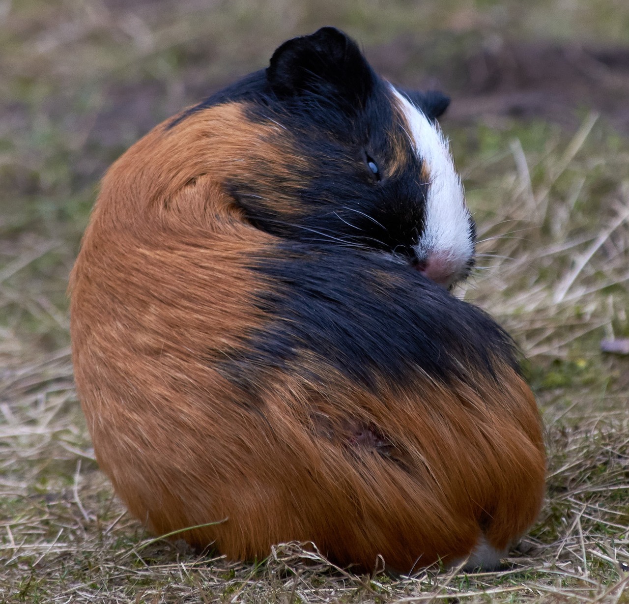 guinea pig rodent mammals free photo